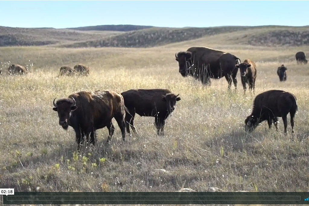 screenshot of video clip of buffalo and their calves in a field with rolling hills
